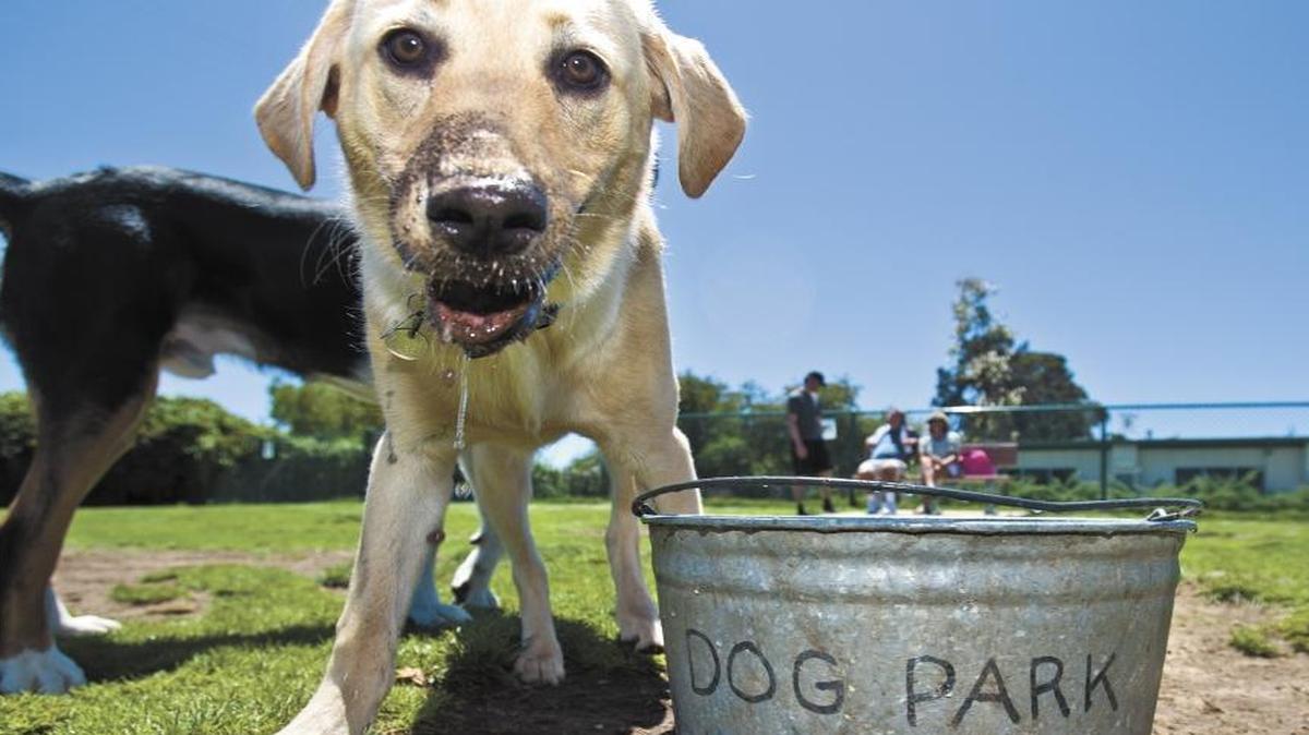A yellow lab named Carlos looks up after getting a drink at the Elm Street Dog Park in Arroyo Grande.