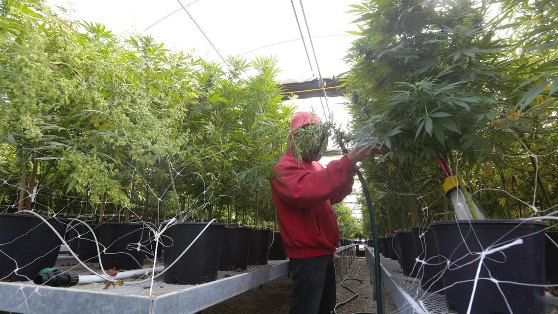 A greenhouse worker irrigates hemp being grown as seed plants at a farm off Los Osos Valley Road.