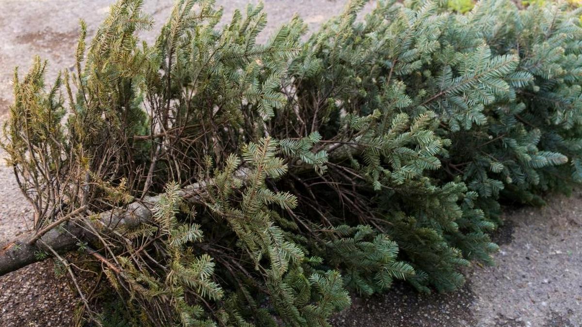 Here’s a guide to Centre County municpal programs for disposing of live Christmas trees.