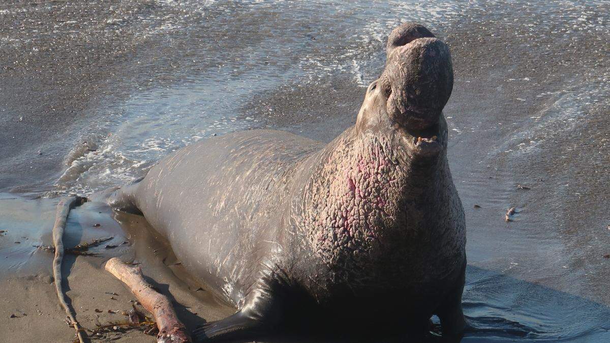 Look for massive bulls like this beachmaster on the beach