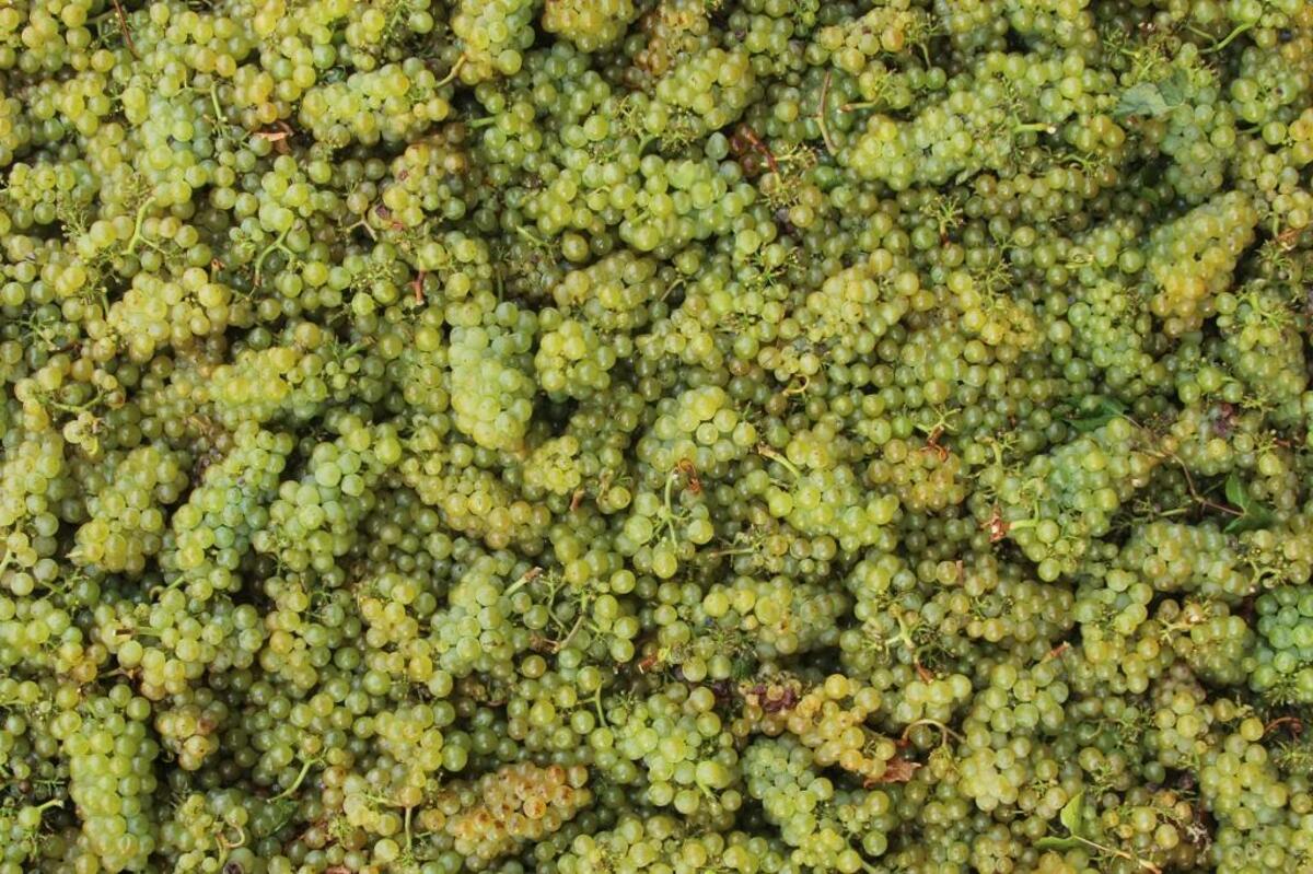 Piles of albarino grapes await processing after they were picked at Jesperson Ranch Vineyard.