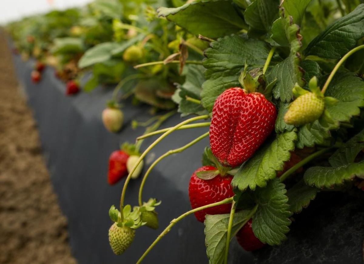 Strawberries grow in Grover Beach near the Okui family’s farm stand in 2017. Strawberries were San Luis Obispo Couny’s top crop in 2022, with a value of nearly $278 million.