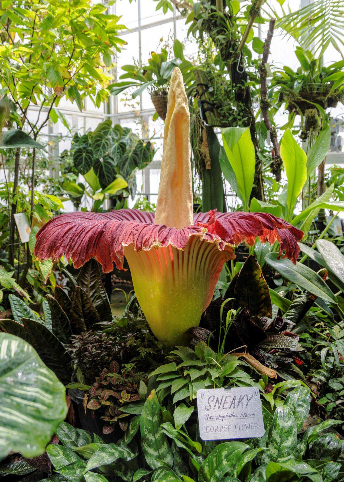 Cal Poly’s campus Plant Conservatory is home to a rare and brief corpse flower bloom, seen here on June 26, 2025. The flower is known for a pungent odor reminiscent of rotting flesh.