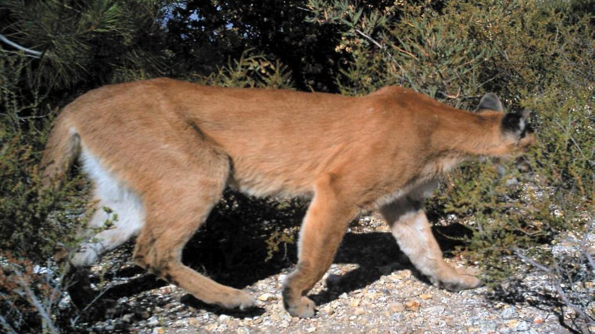 A mountain lion near the Cuesta Grade appears in this file photo. Cal Poly Police Department urged caution Friday as a mountain lion was spotted near a hiking trail close to campus.