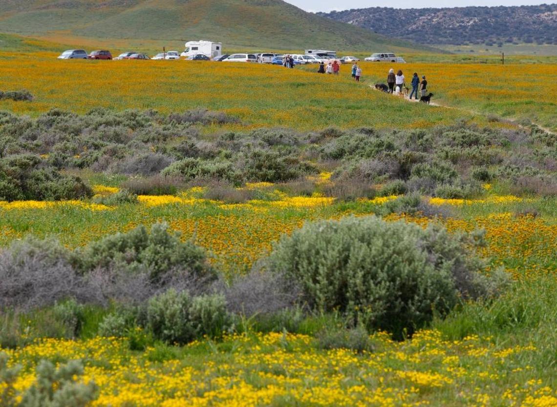 In March, wildflower fans walk out to Soda Lake through fields of blooms near the overlook viewing area in the Carrizo Plain National Monument.