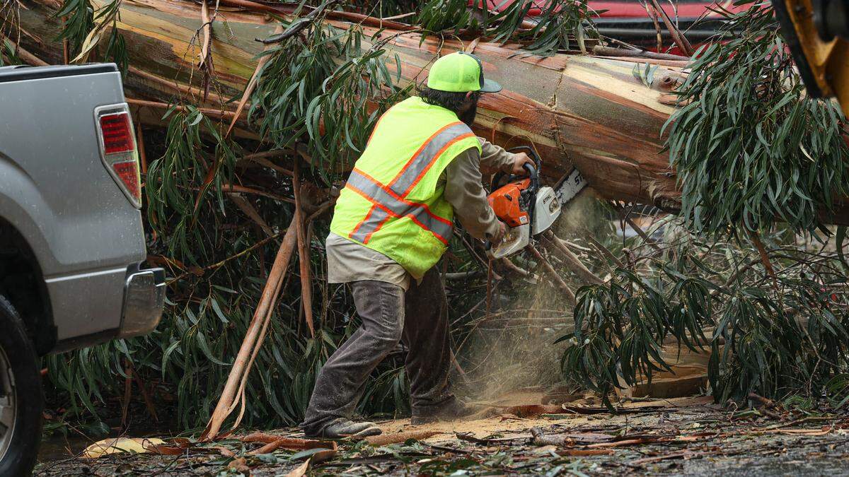 Victor Rocha, lead worker with Arroyo Grande Public Works department, chain saws sections of a downed tree on Feb. 4, 2024. High winds toppled eucalyptus trees on The Pike in Arroyo Grande, knocking down 10 utility poles and forcing residents to shelter in place as crews worked to clear the debris.