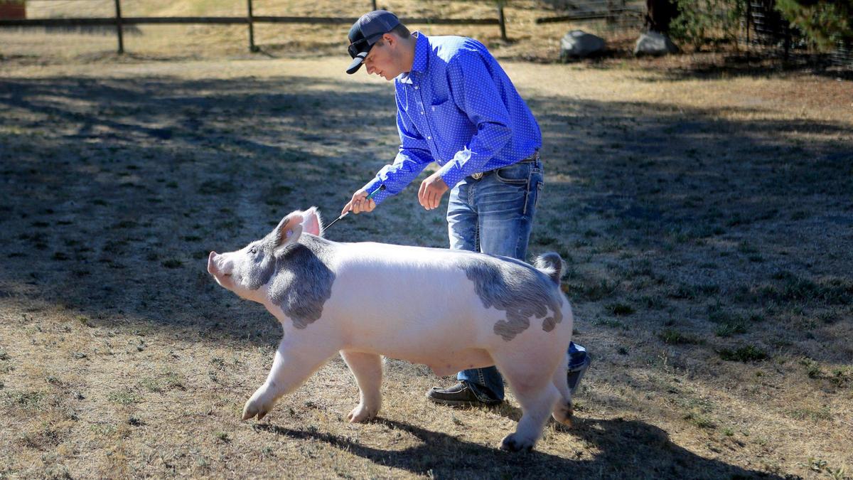 Brayden Kahler, 17, is a member of Atascadero High School FFA and will be a senior there next year. Brayden showed a hog in this year’s virtual auction/show and the family has been showing animals for a long time, and Brayden is a multi-year Mid-State Fair grand champion.