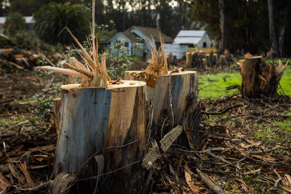 Trees are cleared at the site of the San Luis Ranch housing development in San Luis Obispo in 2019.
