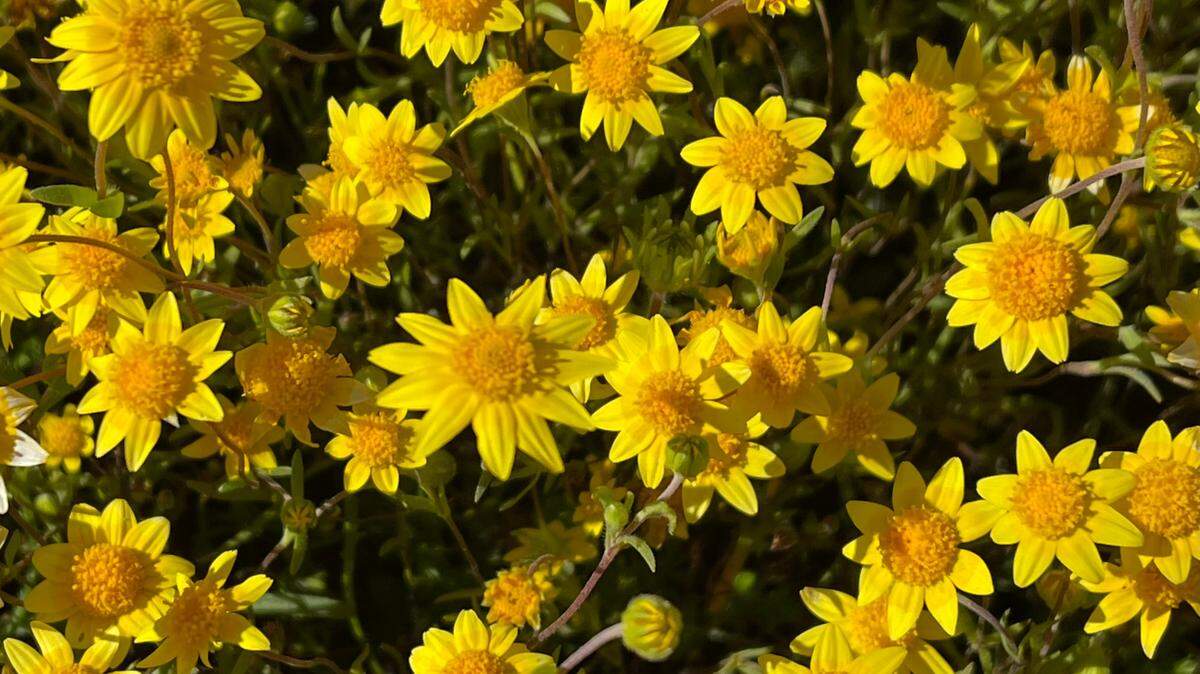 Goldfields truly live up to their name along Shell Creek Road, carpeting expansive areas in yellow on April 9, 2023.
