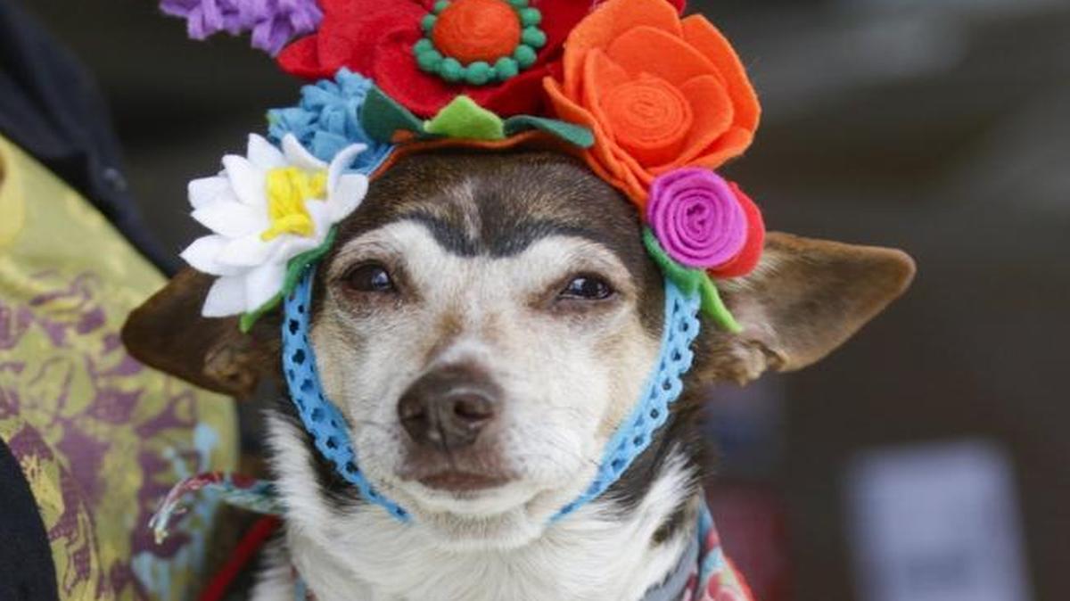 Painter Frida Kahlo is the inspiration for this costume on Rosie, owned by Diane Standley and Bill Leys of Arroyo Grande.
