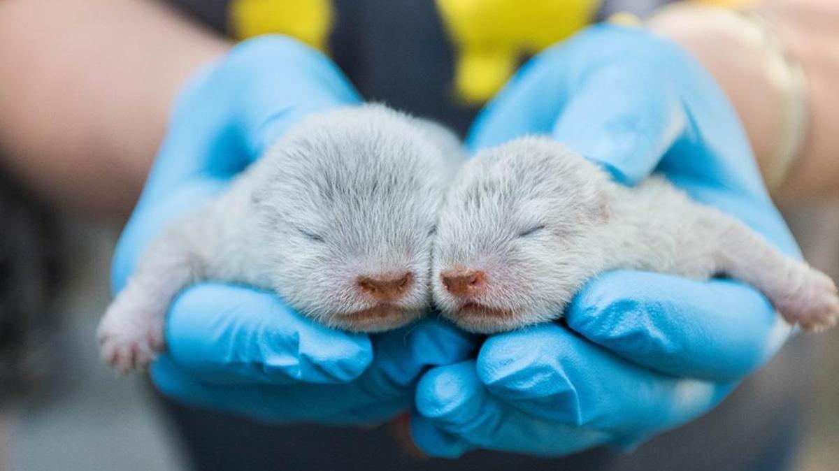 This is the first litter for otter parents Gail and Peeta, named after the Hunger Games book and movie series. The family is expected to go on display at the Santa Barbara Zoo sometime later this year.