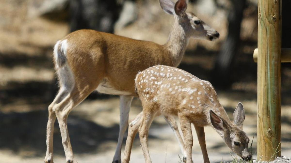 A doe and fawn browse for greenery at Lopez Lake not far from the Vista Del Lago swim area earlier this month.