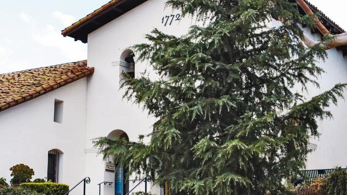 The 20-foot-tall deodar cedar tree, planted in late September in Mission Plaza to serve as a live holiday tree, has raised concerns that it’s blocking the view of the Mission and of events in the plaza. The San Luis Obispo City Council decided Nov. 3 to have to tree relocated after the holidays.