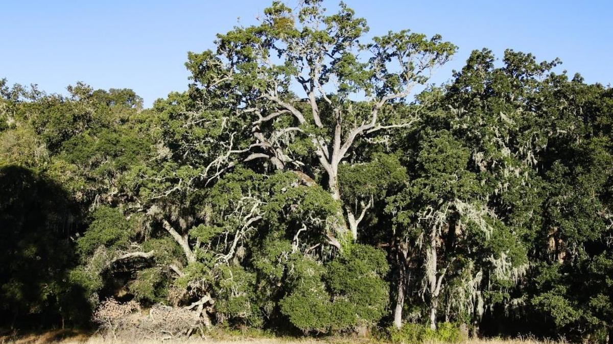 Mature oak trees along Vineyard Road near Willow Creek Road a few miles away from the site of the Justin Vineyard clearcut.