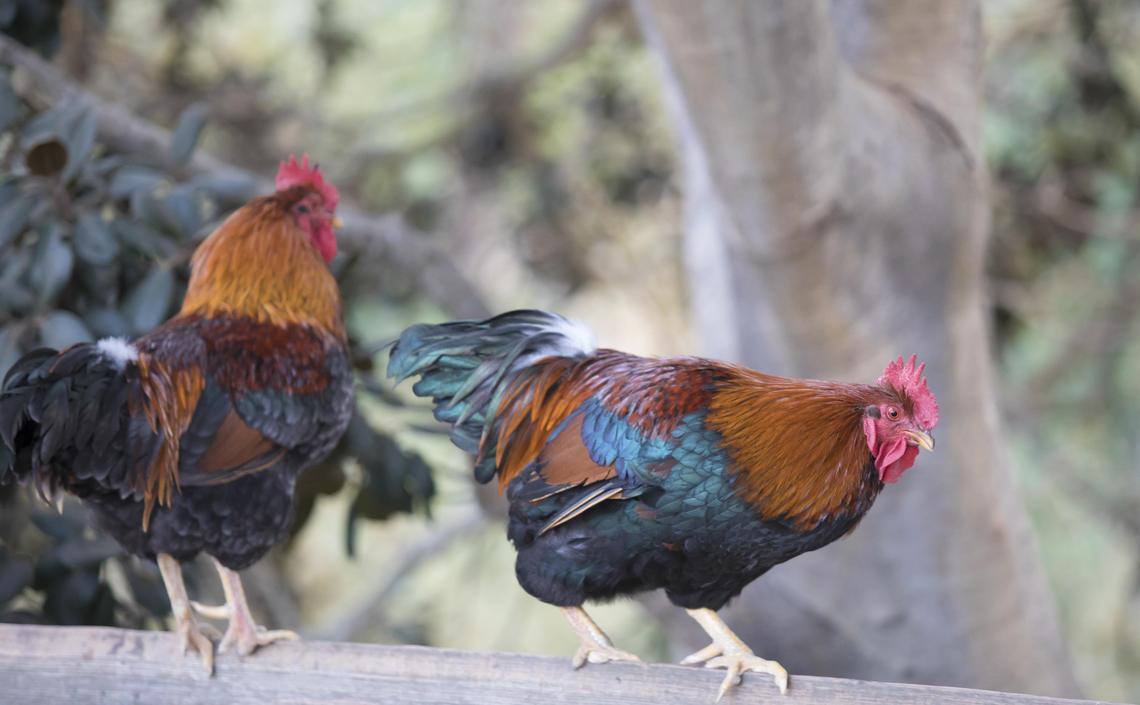 A pair of roosters rest on the top rail of a fence overlooking Arroyo Grande Creek.