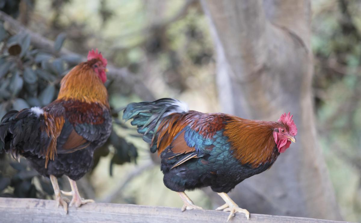 A pair of roosters rest on the top rail of a fence overlooking Arroyo Grande Creek.