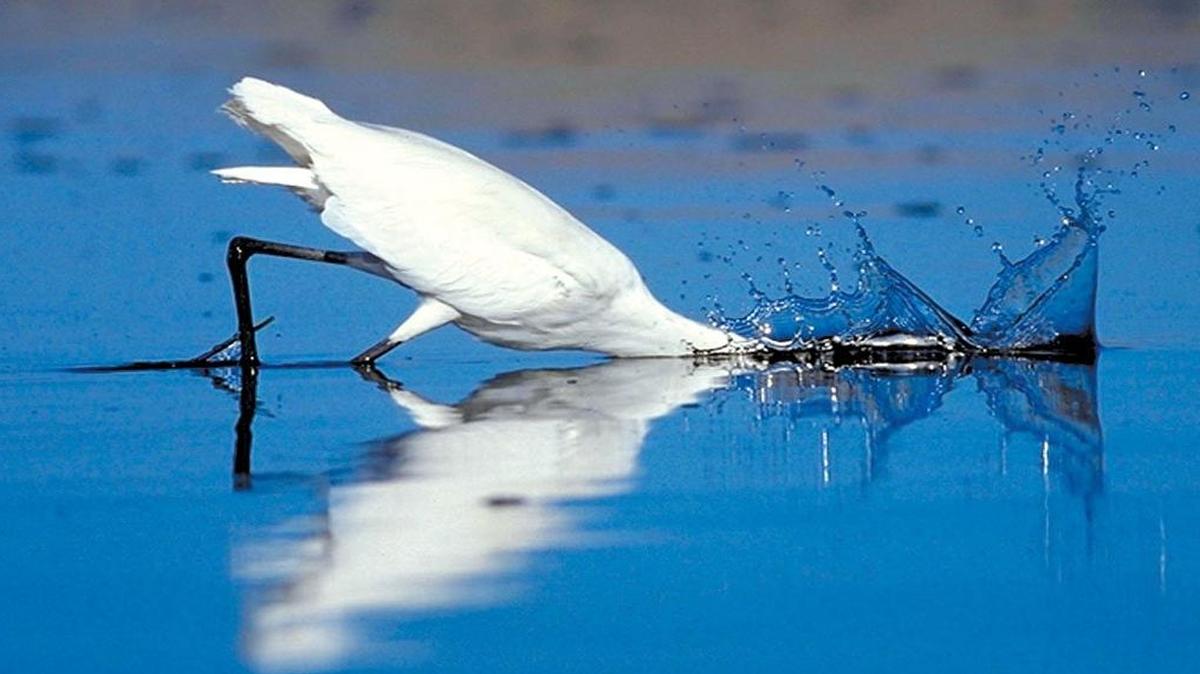 A great egret lunges for a fish in Morro Bay’s Windy Cove, just north of the Morro Bay Natural History Museum.