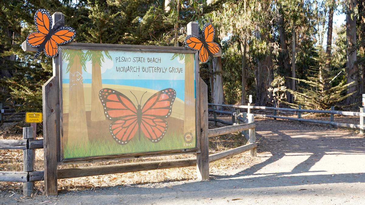 Only 406 monarch butterflies were counted at the Pismo State Beach monarch butterfly grove from Oct. 19 to Nov. 3, 2024.