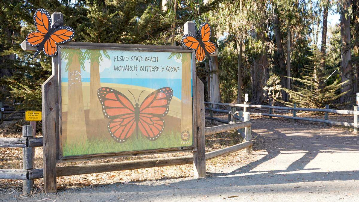 Only 406 monarch butterflies were counted at the Pismo State Beach monarch butterfly grove from Oct. 19 to Nov. 3, 2024.