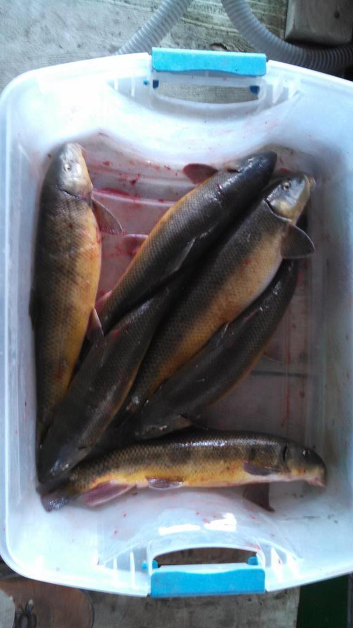 Six Sacramento suckers were recently removed from Whale Rock Reservoir.