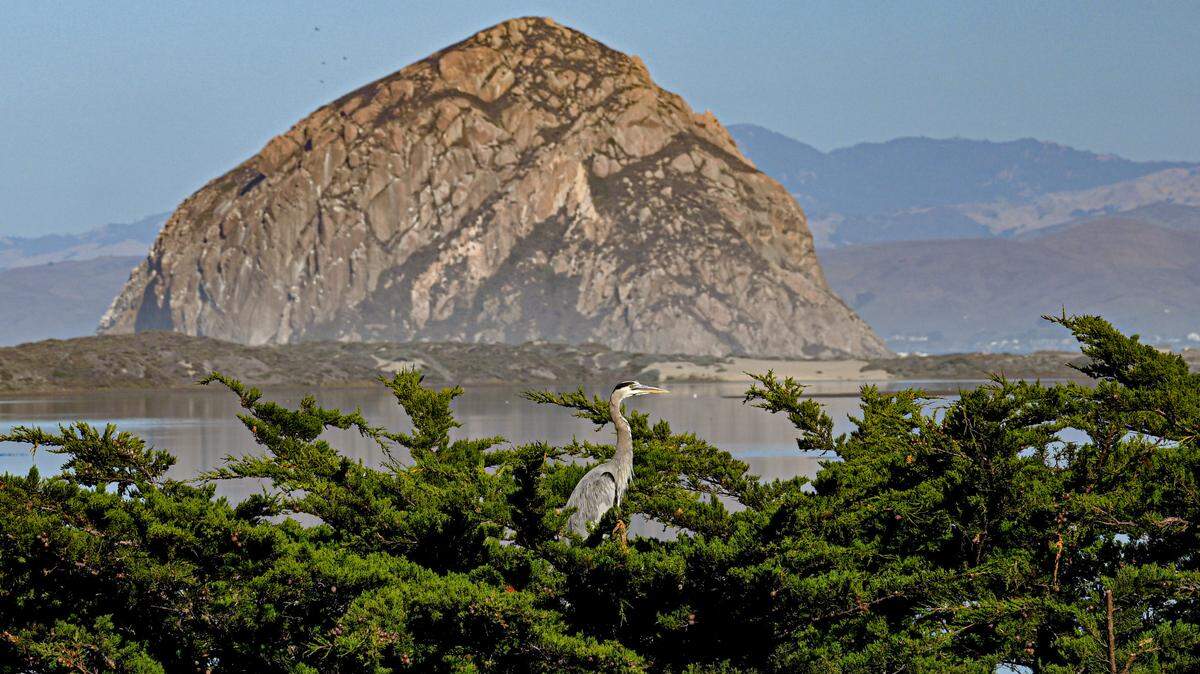 A great blue heron poses near Morro Rock.