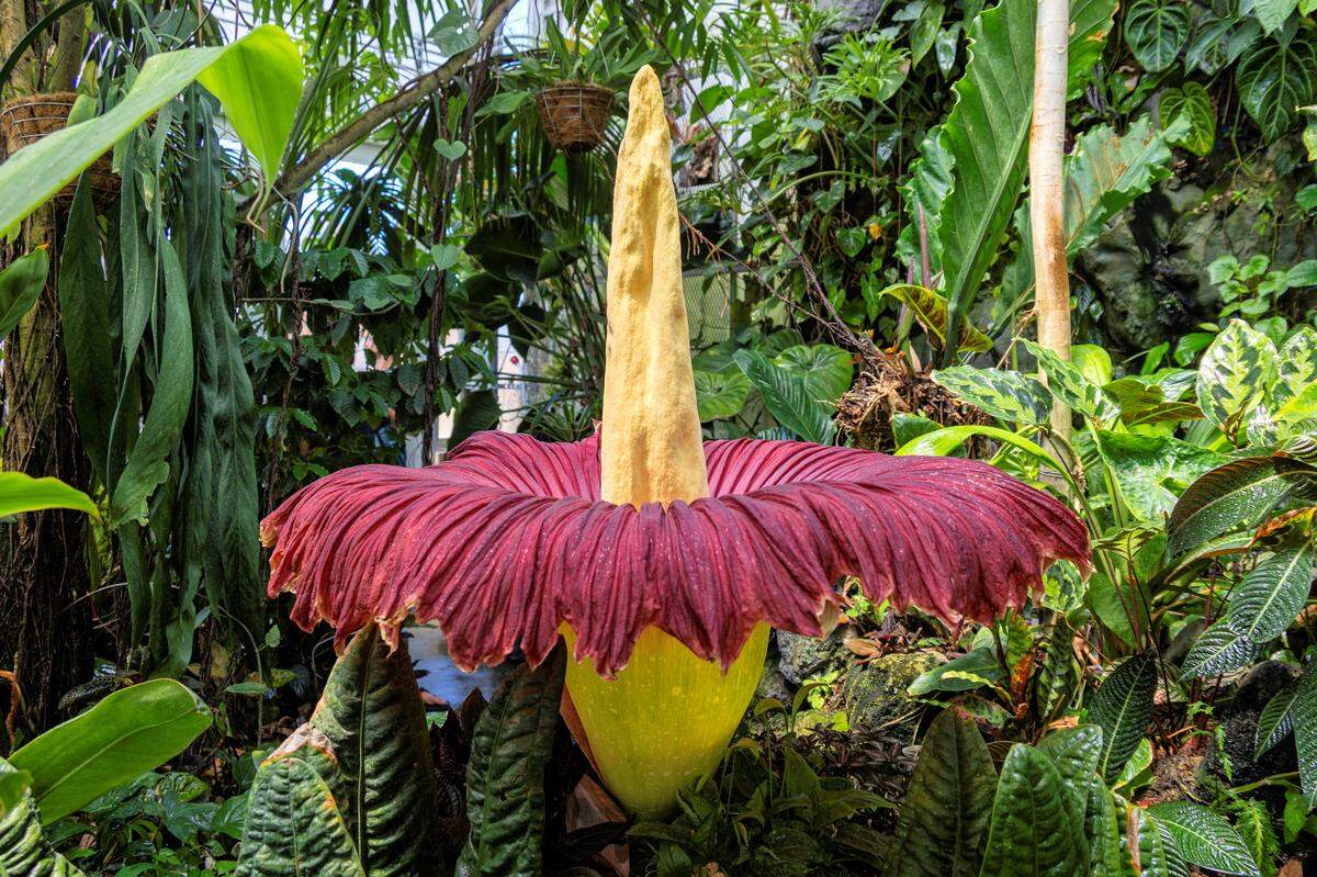 Cal Poly’s campus Plant Conservatory is home to a rare and brief corpse flower bloom, seen here on June 26, 2025. The flower is known for a pungent odor reminiscent of rotting flesh.