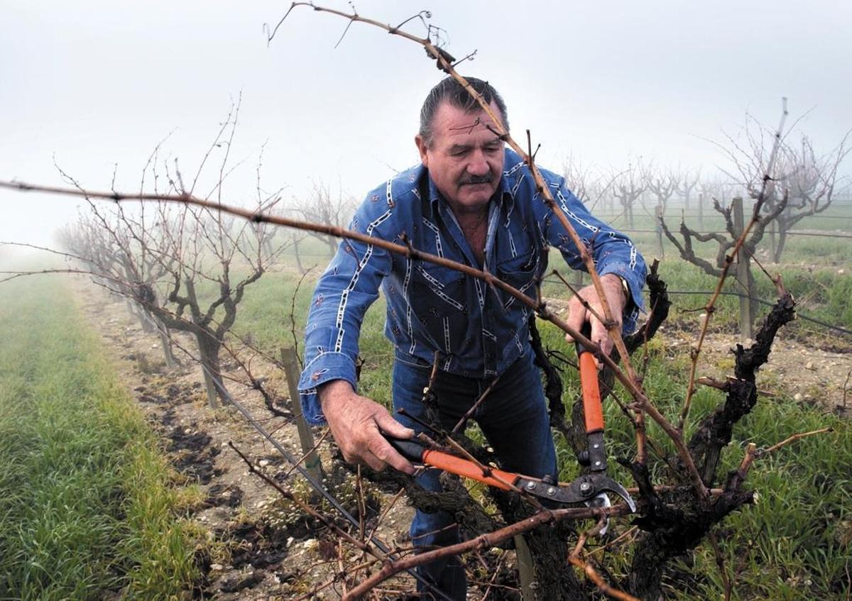 Richard Sauret prunes vines at his Paso Robles vineyard in 2004.
