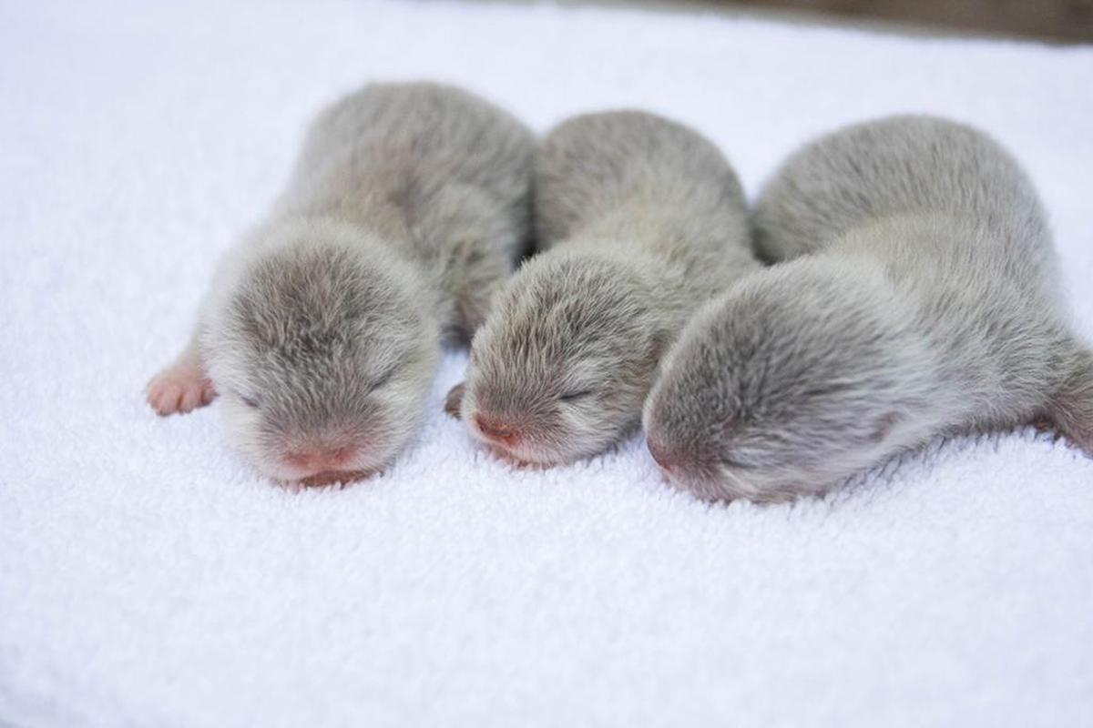 The otter babies will stay off display at the Santa Barbara Zoo until they are old enough to swim and eat solid food