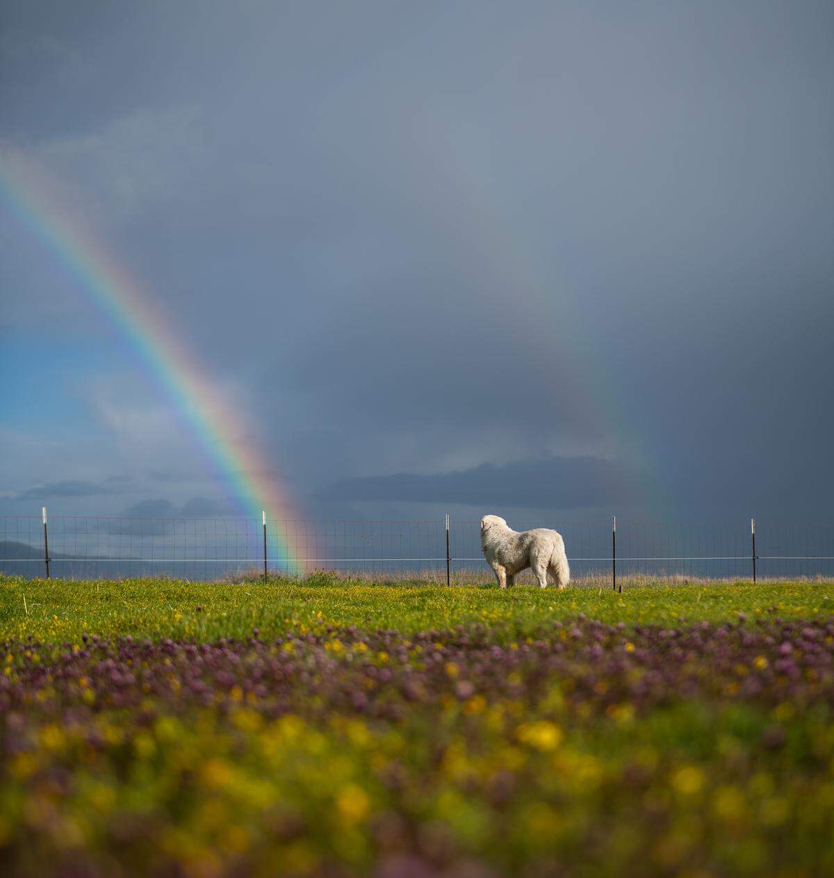 A rainbow arches over California Valley in March 2024.