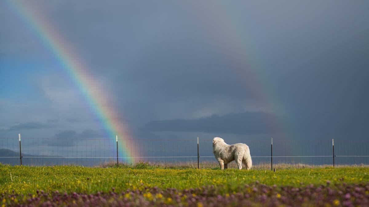 A rainbow arches over California Valley in March 2024.