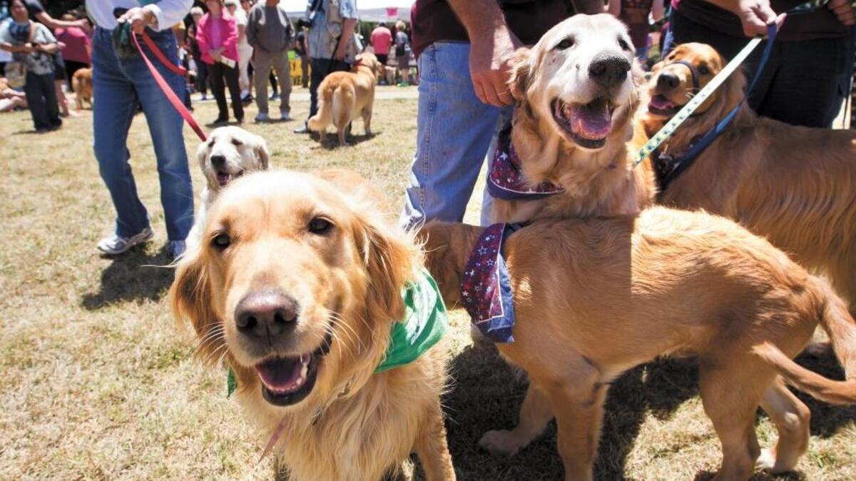 More than 300 golden retrievers and their owners will gather Saturday at Laguna Lake Park in San Luis Obispo for Goldens in the Park.