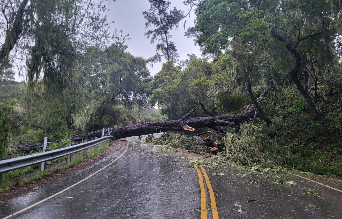 Burton Drive in Cambria was closed on Tuesday, March 21, 2023, after a large tree fell across the road.
