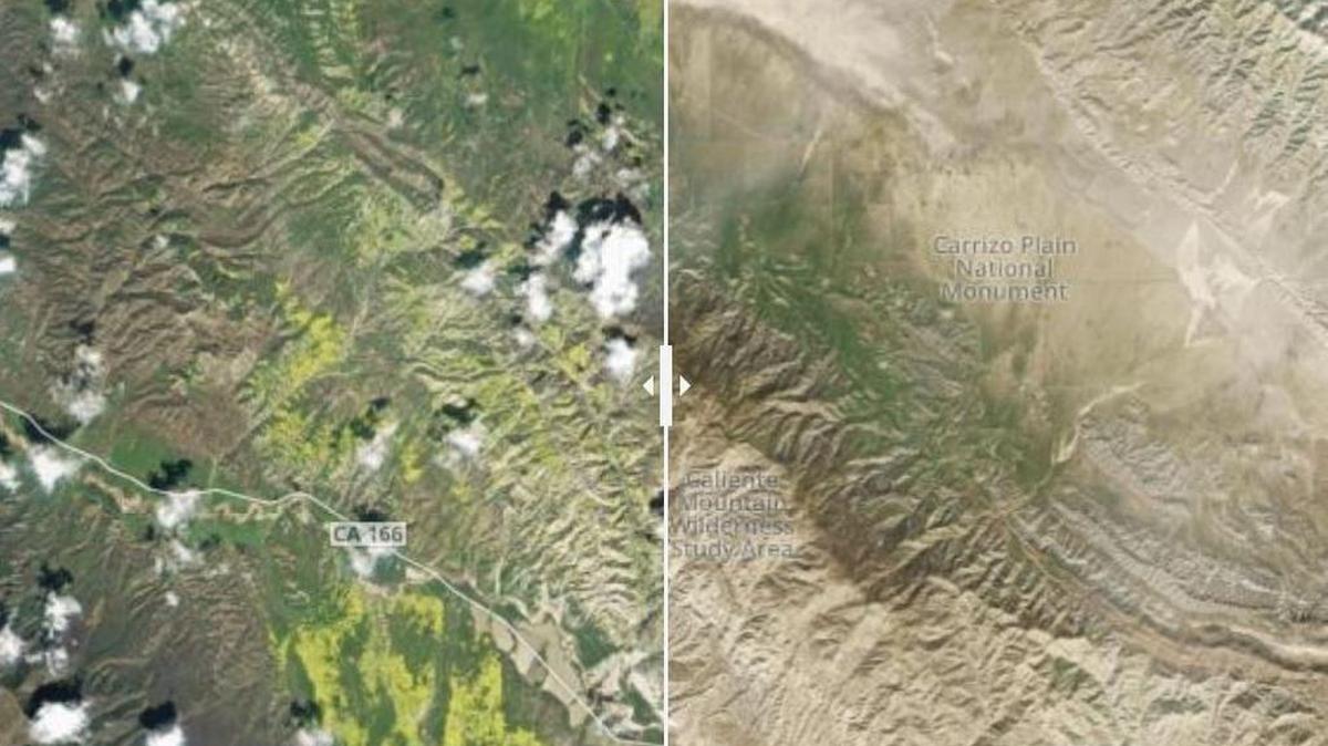 Satellite images show a radical difference between the 2017 and 2016 wildflower seasons at Carrizo Plain National Monument.