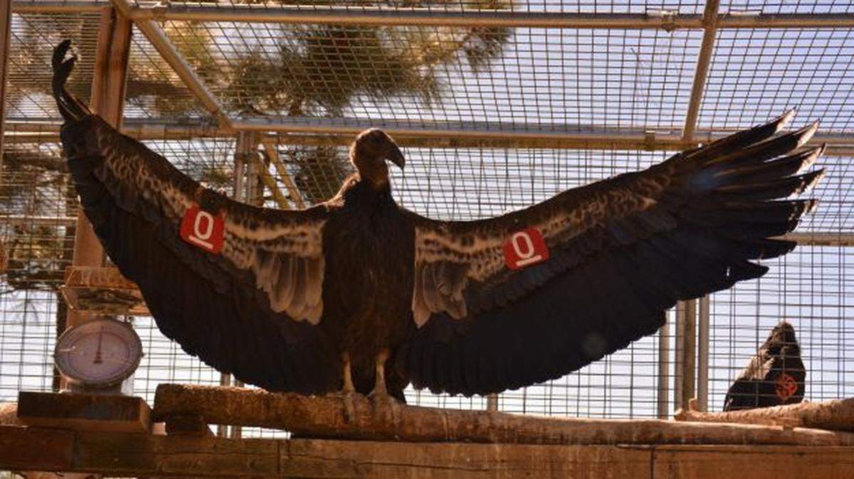 Madrone was hatched in May 2021 at the Los Angeles Zoo and was released from the mountains above San Simeon in the fall of 2022. Pictured here in the San Simeon holding pen, she was the first to leave the pen on release day, according to the Ventana Wildlife Society. She has been missing since June 23, 2023.