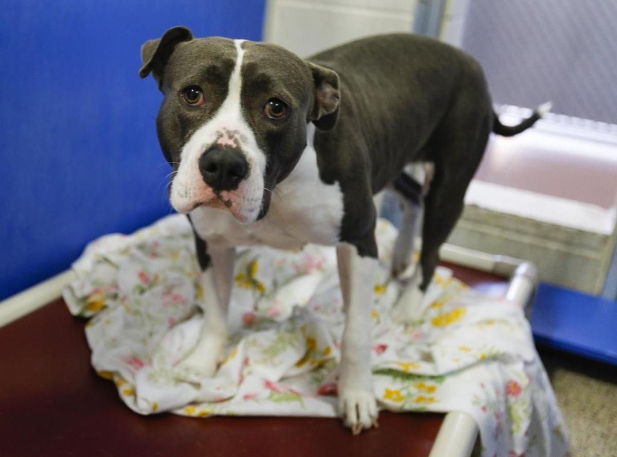 Dogs and cats rescued from Houston-area shelters affected by Hurricane Harvey arrived Thursday night at Woods Humane Society. Mosey is an American Bulldog mix.