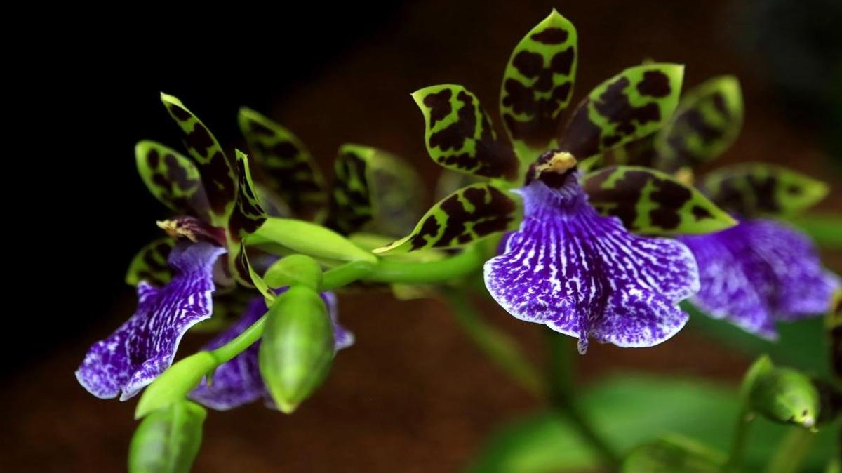 An orchid show preview will be in bloom at 6:30 p.m. Friday, March 31, 2017, in Arroyo Grande.
