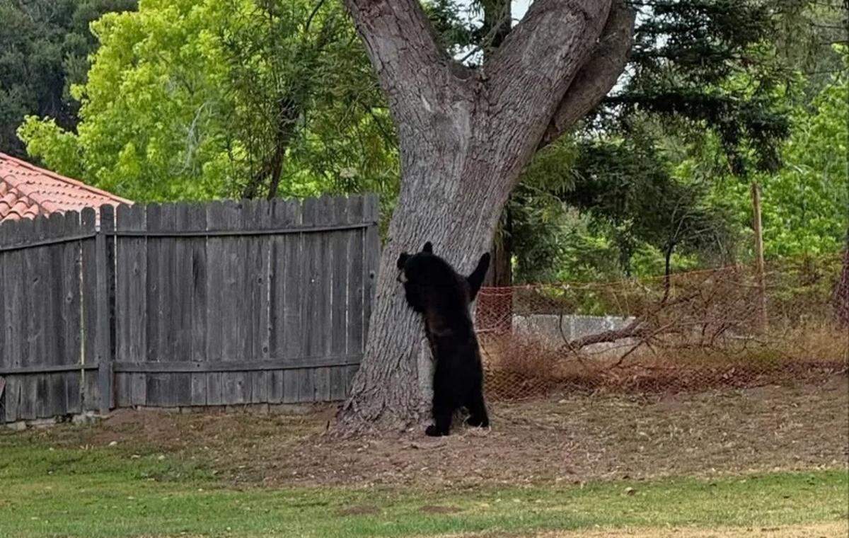 A bear was seen wandering around Orcutt on Tuesday morning, June 3, 2025. Wardens from the California Department of Fish and Wildlife arrived to tranquilize the bear and relocate it.