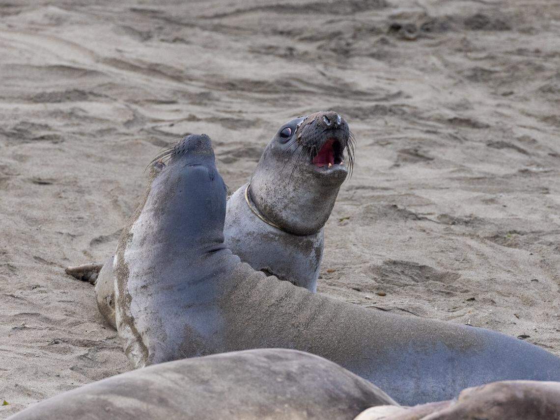 The plastic packing strap around Rabble’s neck loosened two weeks later, after he lost some weight.