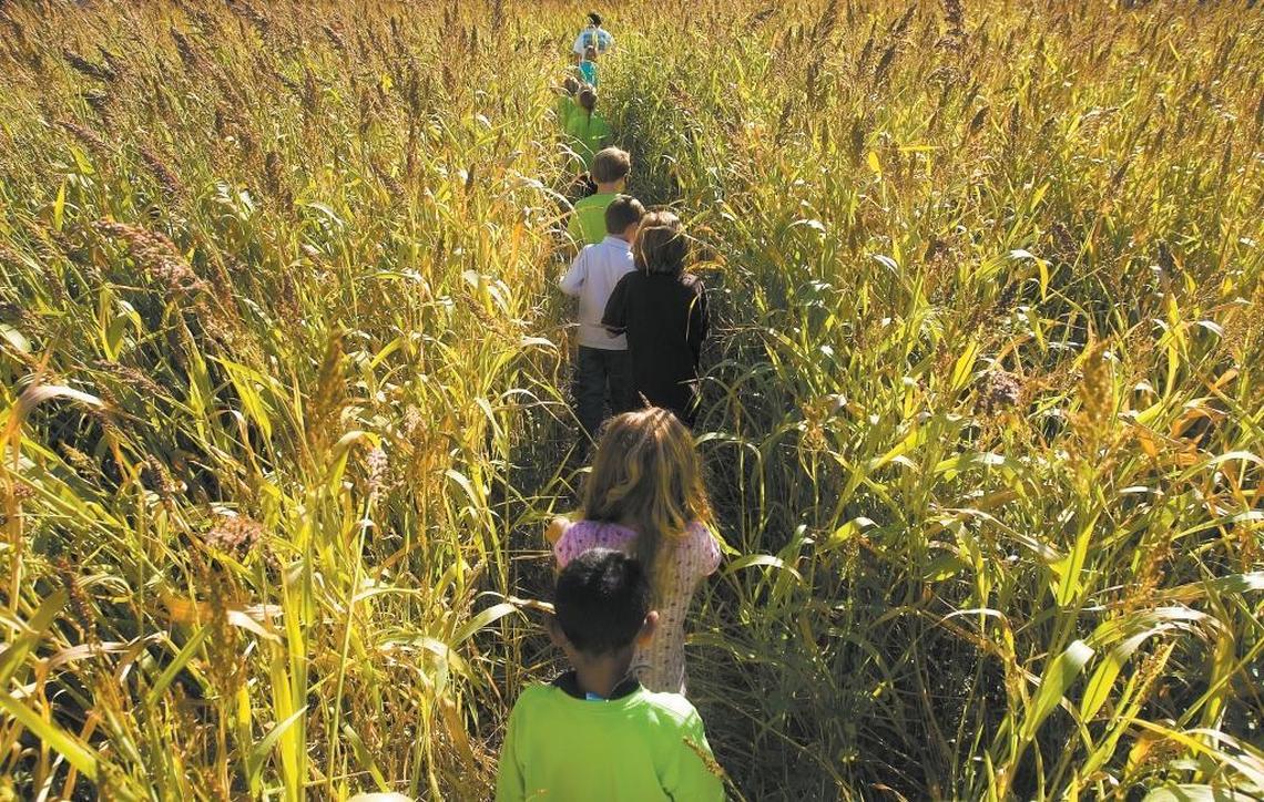 Second graders from Monarch Grove Elementery in Los Osos explore a corn maze on a field trip.