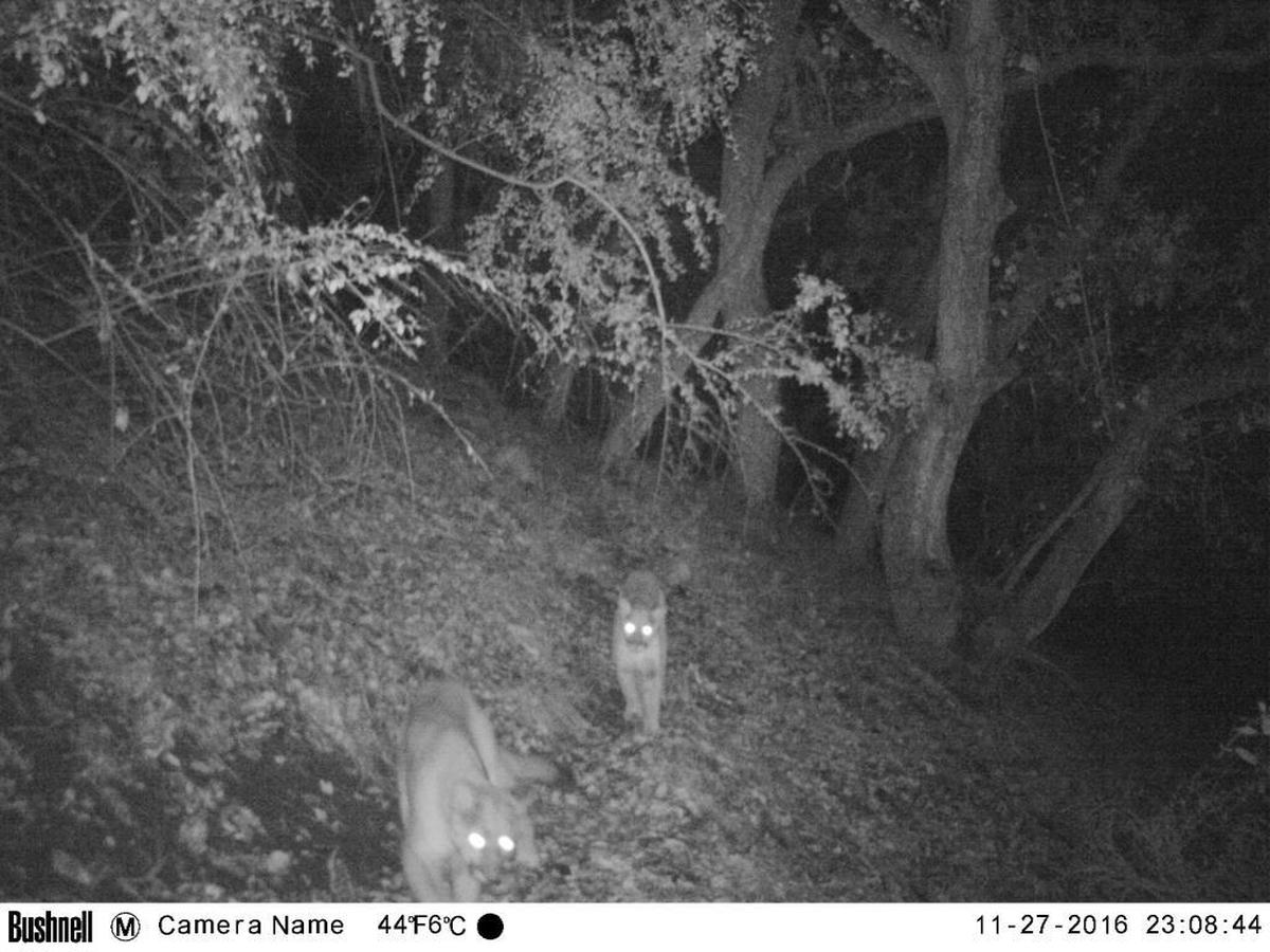 Two mountain lions captured on Irish Hills Natural Reserve in 2016. The city of San Luis Obispo will be using game cameras to capture the habits of animals during the course of a two-year program allowing expanded hours of use on Cerro San Luis.
