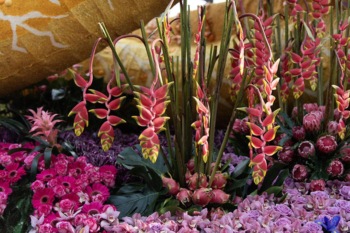About 20,000 flowers decorated Cal Poly’s 2024 rose float.