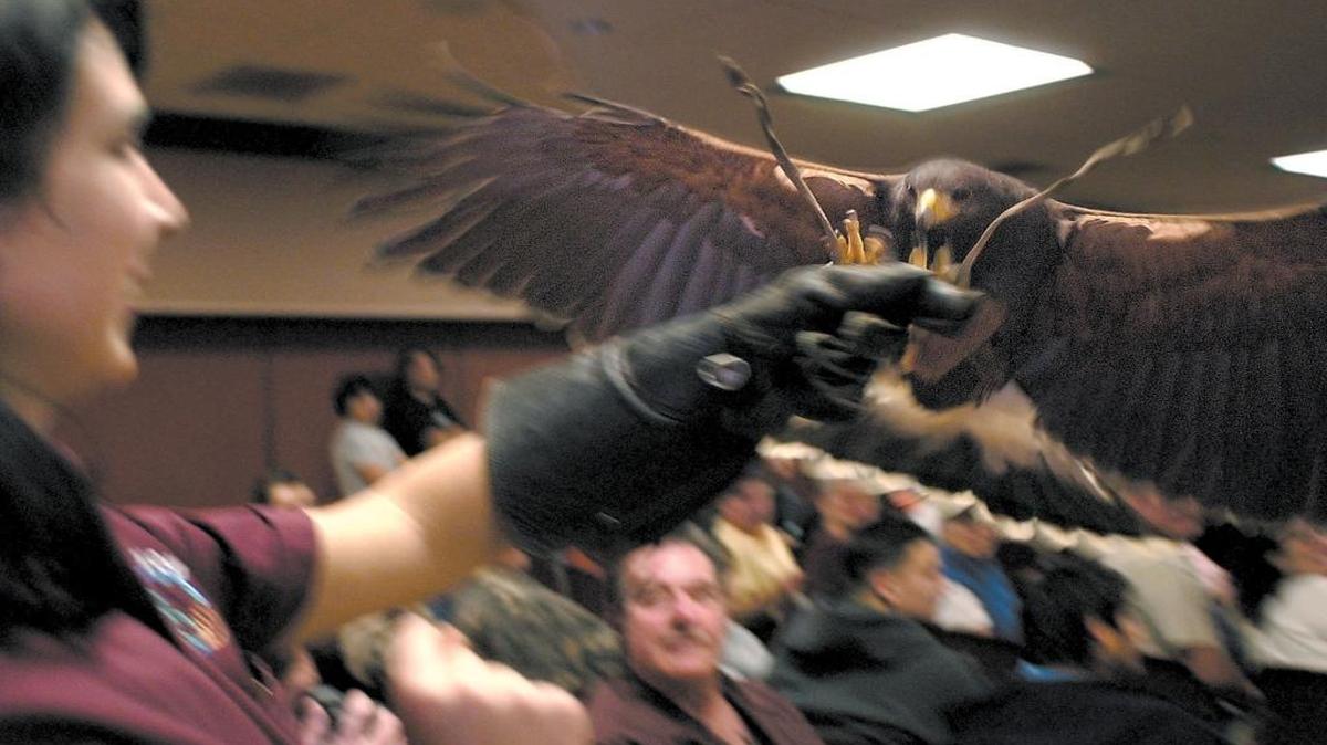 A Harris’s hawk lands on the arm of Allie Beraha of Zoo to You during a flight demonstration at the Birds of Prey show in Morro Bay in 2006.