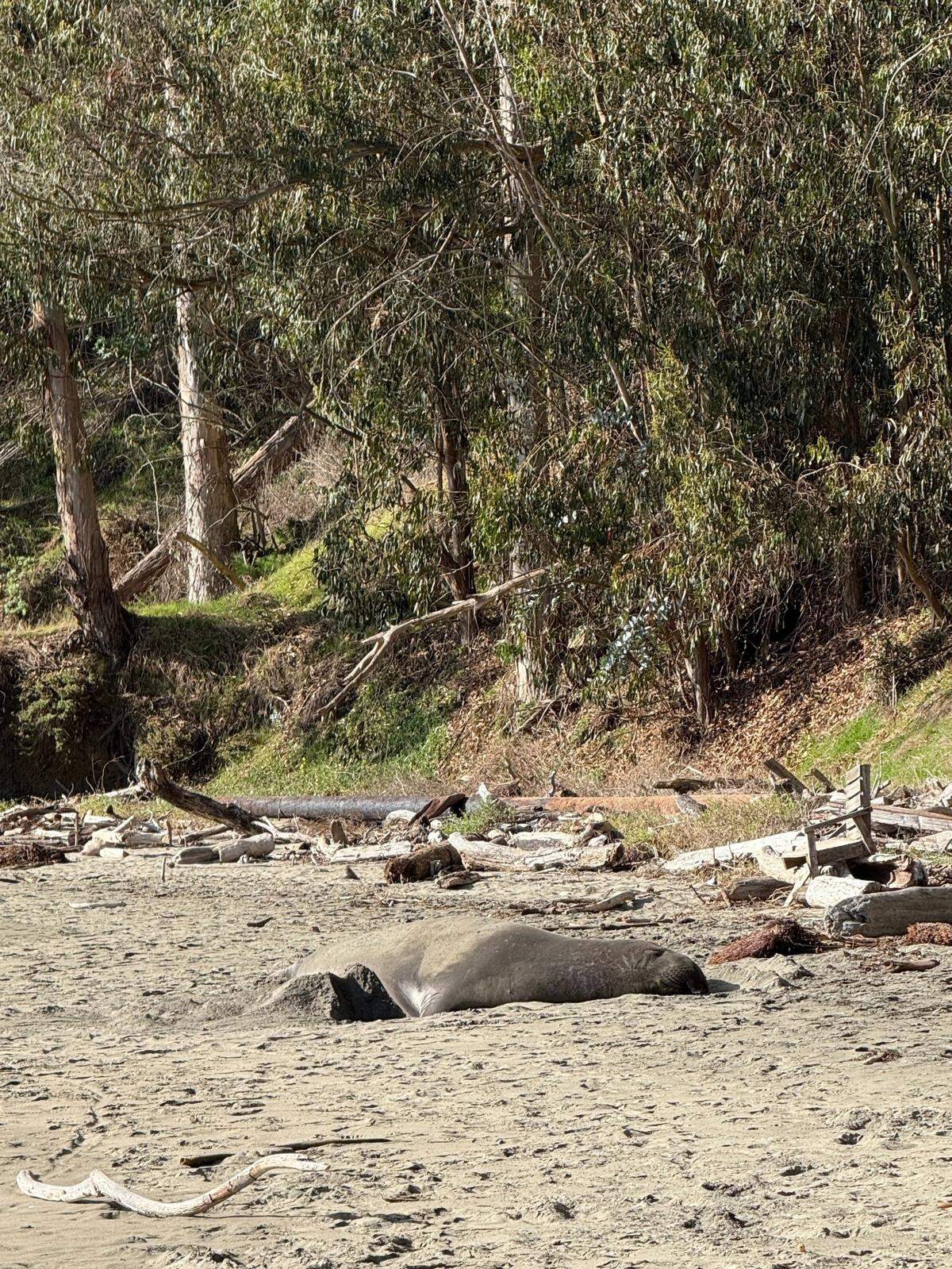 A young elephant seal bull rests on the sand under the eucalyptus trees of San Simeon Cove.
