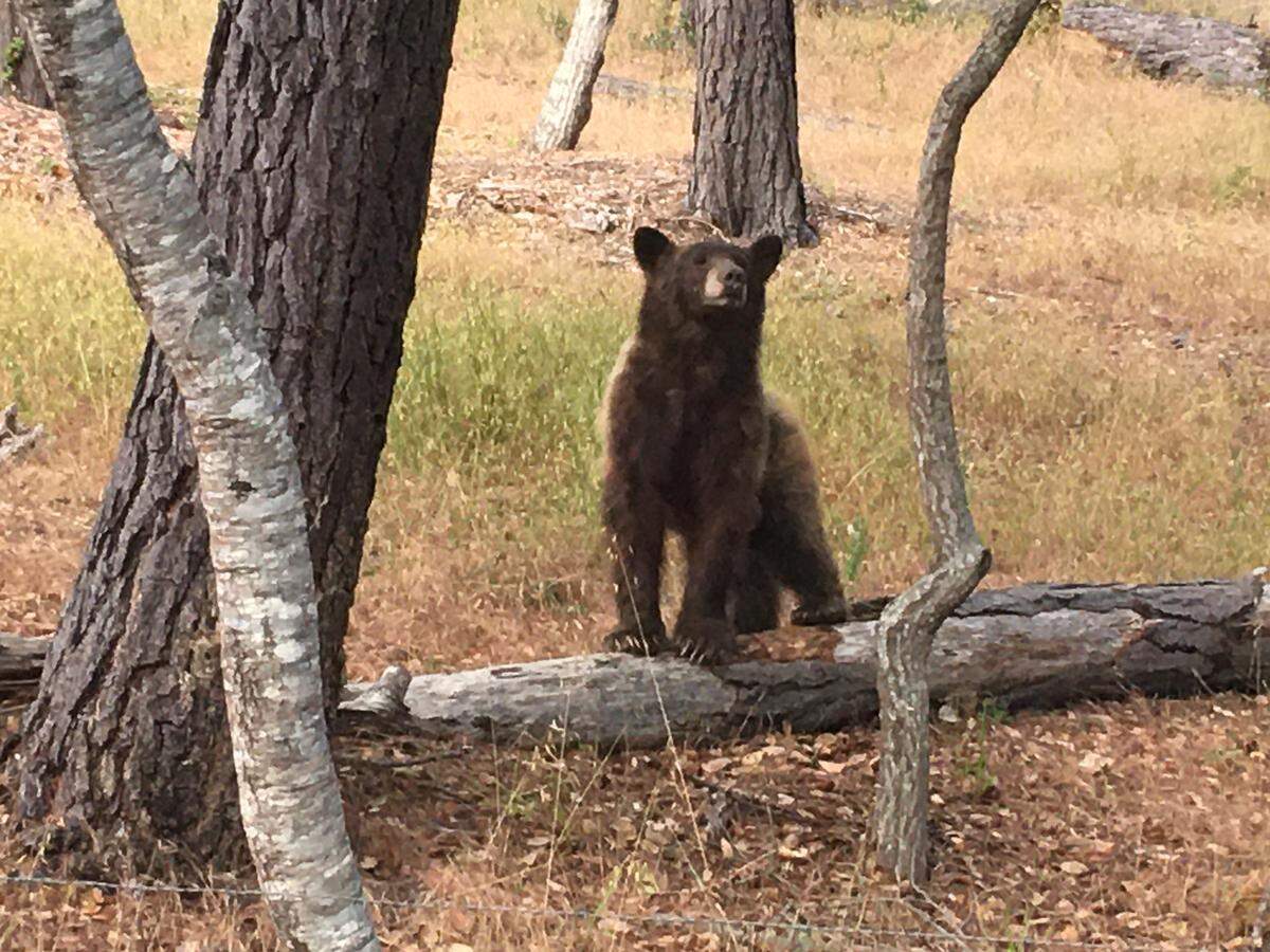 As a black bear perused the area behind a Cambria home on Sunbury Avenue on Saturday, June 4, Nancy Tomasko caught this photo of the large, presumably hungry mammal. Although some people who saw the bear have described it as being brown or cinnamon, Fish and Wildlife scientist Dave Hacker said it is a black bear, and their fur can vary in color.