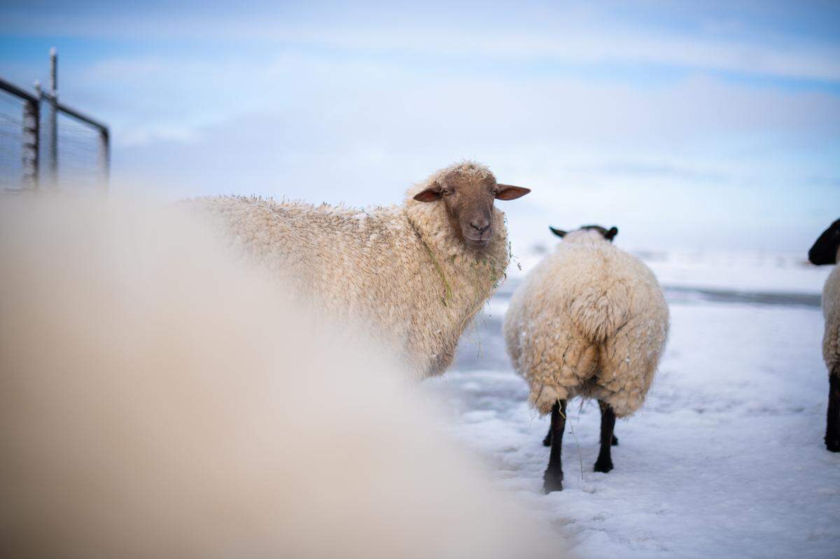 Brittany App’s sheep needed all of their thick wool coats on Saturday, Feb. 25, 2023, thanks to the snow that blanketed the California Valley.