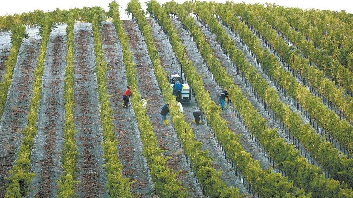 Vineyards account for many of the deep wells drilled in the Paso Robles groundwater basin, where some have raised concerns that improperly functioning deep wells can contaminate upper aquifers.