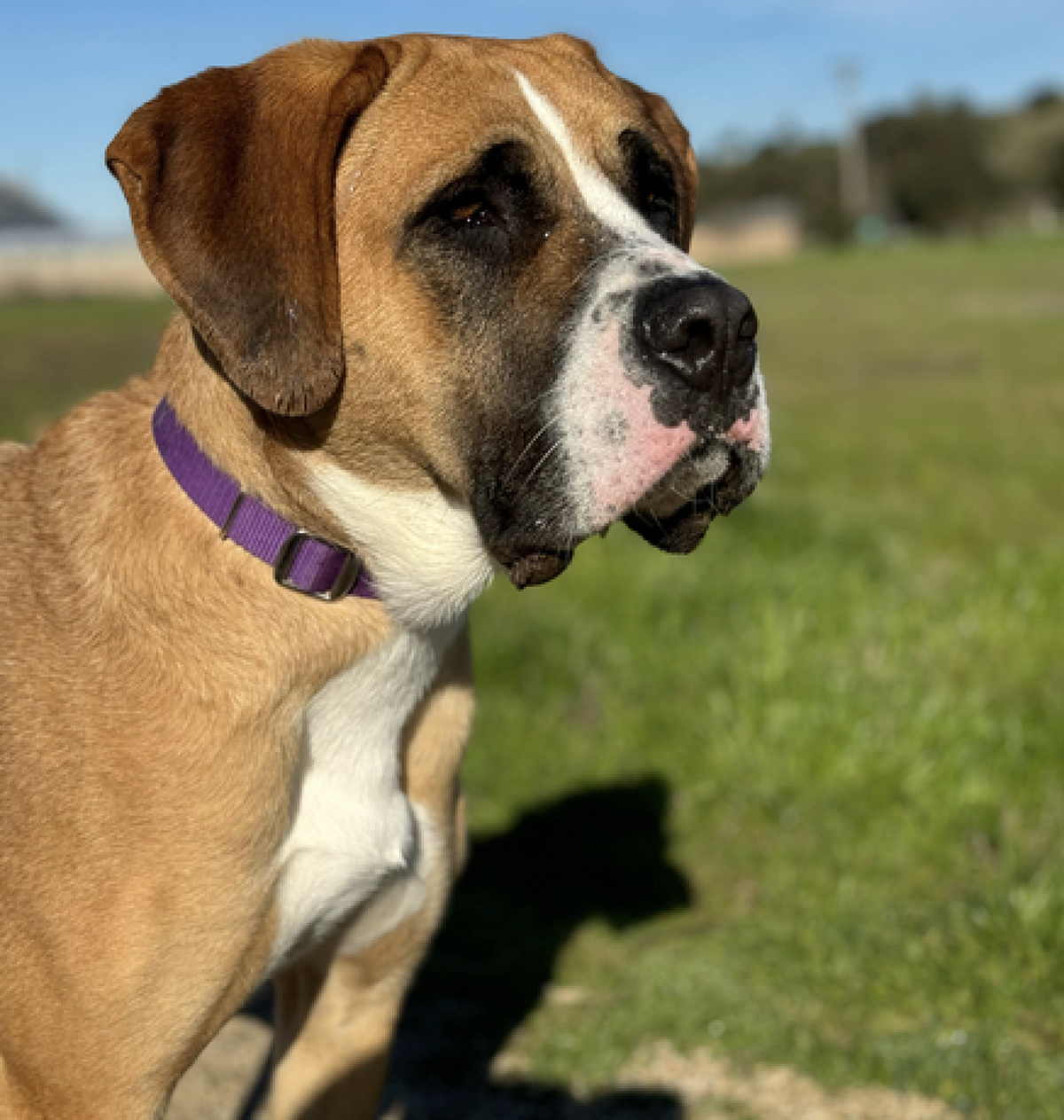 Leia (A295987) is one of several dogs available for adoption at the San Luis Obispo County Animal Shelter.