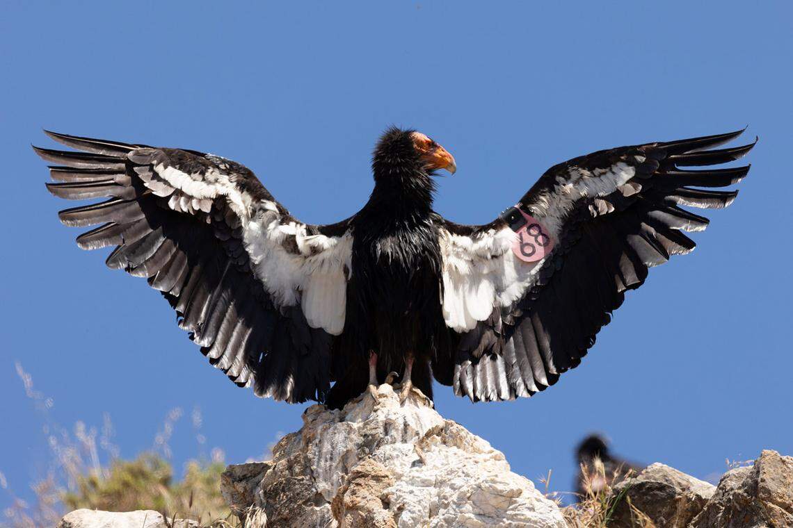 A California condor displays its wings. 