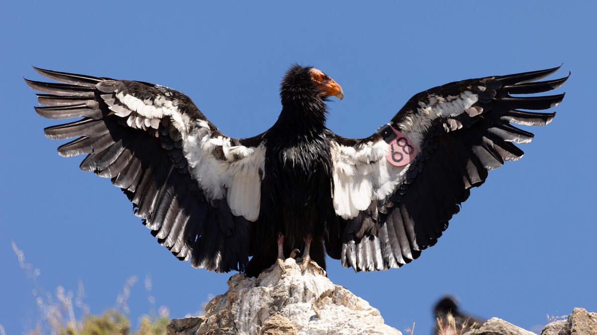 A California condor displays its wings.