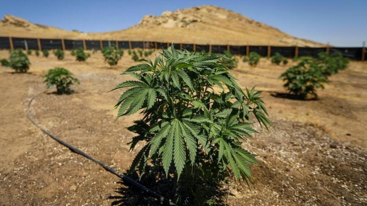 A marijuana farm in California Valley.